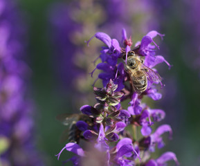 Honeybee collects  nectar  on a bloom of lavender