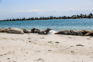Kegelrobben an einem Nordseestrand © Christian Colista