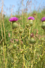 Gewöhnliche Kratzdistel - Cirsium vulgare
