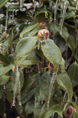 Ice Camelia Bud