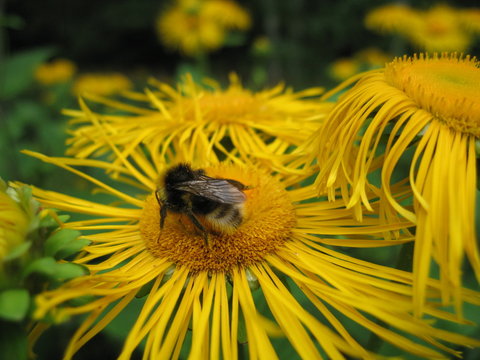 Bumblebee on a yellow flower telekia speciosa