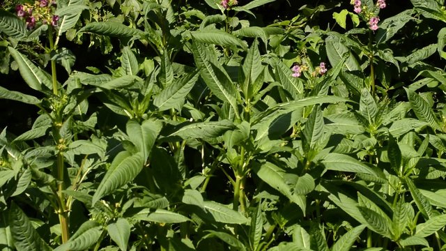 Dr&uuml;siges Springkraut, Impatiens gladulifera, problematischer Neophyt f&uuml;r die deutsche Flora