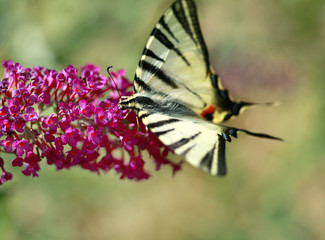 butterfly on flower