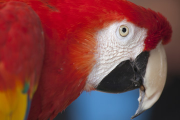 Scarlet Macaw perched at a local plaza