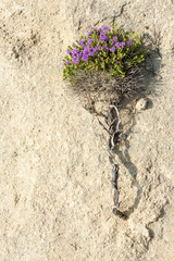 blühender, wilder Tymian