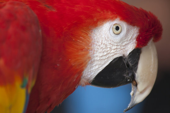 Scarlet Macaw perched at a local plaza