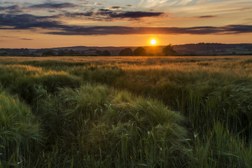 Sunset in the Cornish Barley fields, Cornwall, Uk