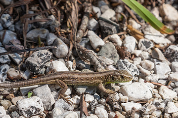 Wild gray lizard on the little stones