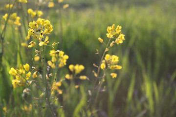 Obraz premium Green grass and yellow flowers.