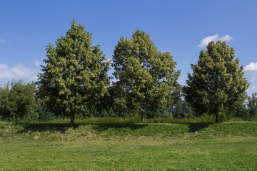 Three Linden Trees 