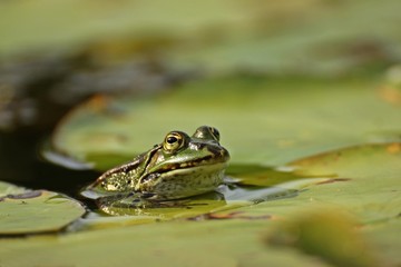 Teichfrosch (Pelophylax esculentus) mit Blattlaus auf der Nase zwischen Seerosenblättern