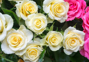 Rosenbukett 5
