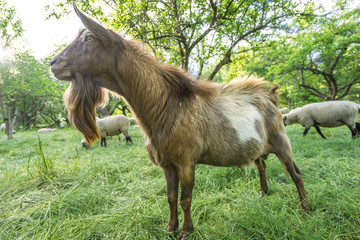 Ziegenbock