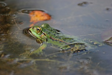 Schwimmender Teichfrosch (Pelophylax esculentus)
