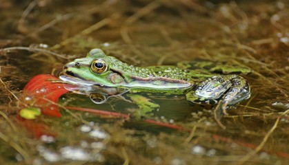 Schwimmender Teichfrosch (Pelophylax esculentus)
