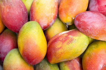 Fresh colorful tropical mangoes on display at outdoor farmers market in Rio de Janeiro Brazil 