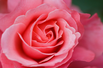 Large flower roses. Pink rose. Close-up. Blurring background.