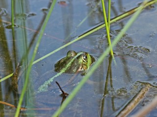 Schwimmender Teichfrosch 