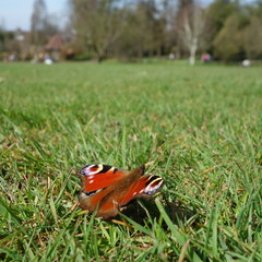 The peacock butterfly