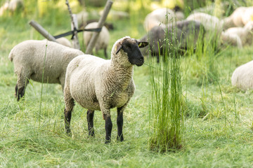 Schwarzkopfschafe auf der Weide