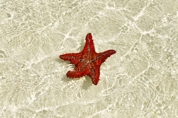 Fototapeta na wymiar Starfish on the sandbank