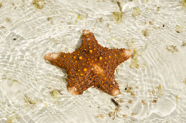 Starfish on the sandbank