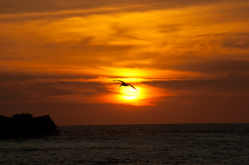 Fototapeta premium Pelícano volando sobre el mar al atardecer: Un pelícano occidental vuela hacia el sol al caer la noche sobre el Océano Pacífico.