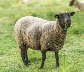 Naklejka premium Schafe auf der Weide