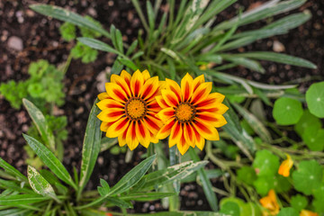 fiori gialli e rossi