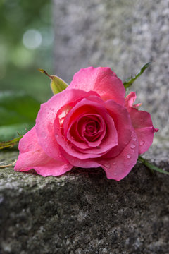 Rose mit Grabstein, Abschied