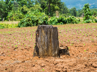 Destroy's forest by human