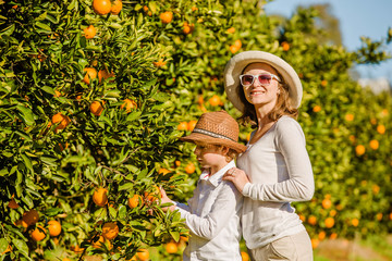 Smiling happy mother and son harvesting oranges mandarins at