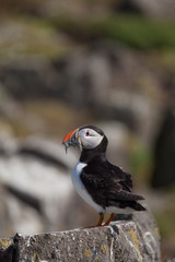 A puffin with a mouthful of fish