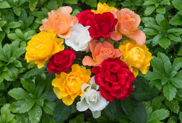 ein Strauß bunter Rosen