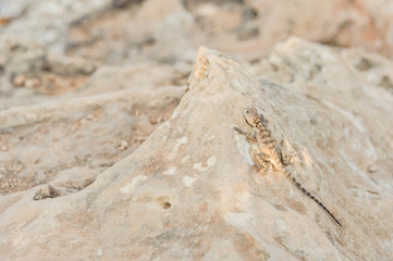 Lizard on the rock