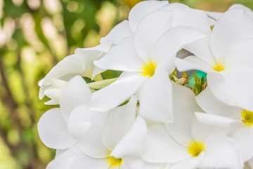 purity of white Plumeria or Frangipani flowers. blossom of tropical tree