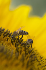 Two bees on sunflower