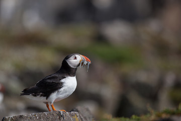 A puffin with a mouthful of fish
