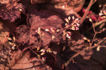 purple heuchera