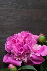 pink peonies on rustic wooden background