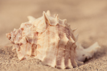 Shell in the sand