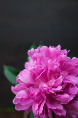 pink peonies on rustic wooden background