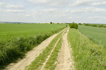 Fototapeta na wymiar dirt road between fields