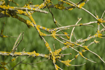 yellow fungal fungus on the branches of the elderberry
