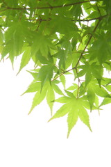カエデの青葉