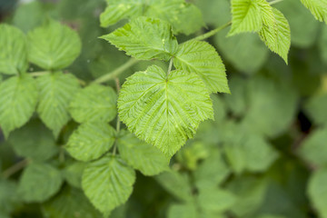 raspberry leaves