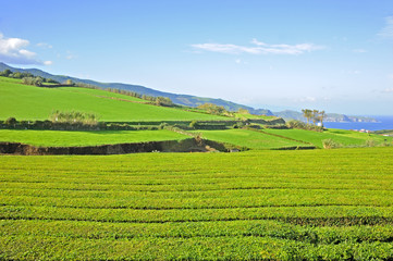 Fototapeta na wymiar Tea plantation, Azore Islands