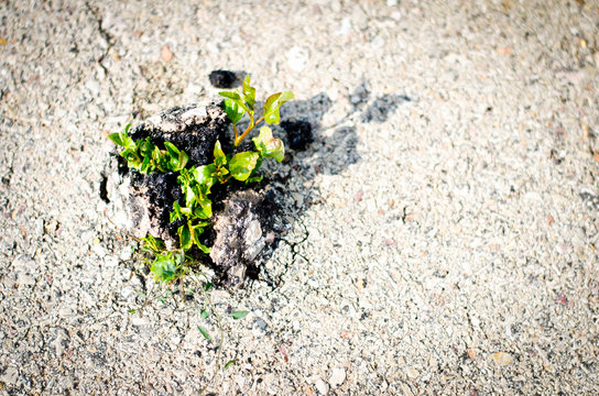 Naturaleza versus Humano