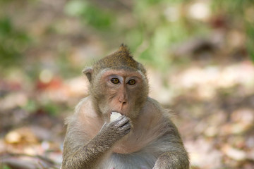 Obraz premium 食べるサル 