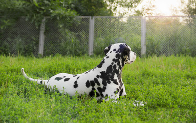 Dalmatian dog lying on green grass